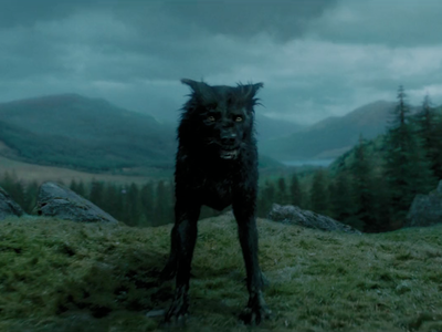 When did the marauders become animagus?