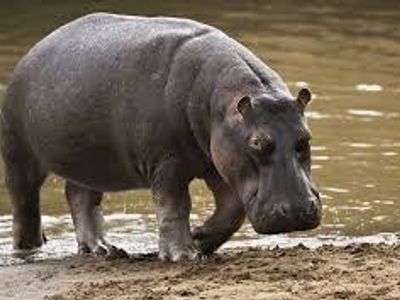 The name hippopotamus means: