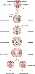 What is the process by which cells divide and reproduce?