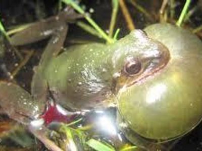 How do frogs communicate with each other?