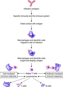 What are the two main components of the immune system?