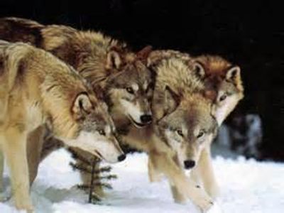 How do wolf packs form?