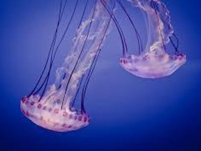 A group of jelly fish is called a: