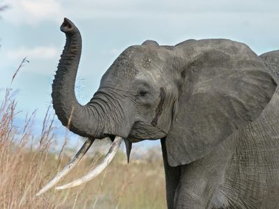 How many year(s) are elephants pregnant for?