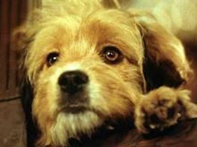 What movie was made in 1974 and is about a scruffy dog who rescues 2 children?