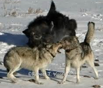 Are these wolves fighting or playing?