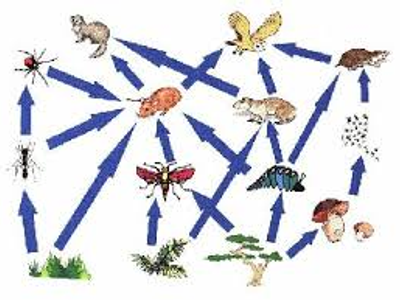 True or False Food Webs: Is this food chain in the right order? Grass ---> Lizard---> Insect---> Thrush---> Hawk