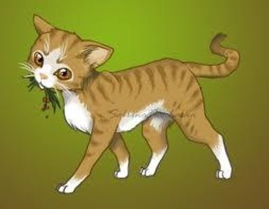 I am medicine cat of thunderclan. I broke two rules. One was dating with a cat when medicine. Other is dating with cat from other clan.