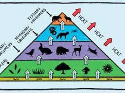 What is the primary diet of a herbivore?