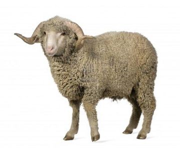 What is the name of a lamb's father?