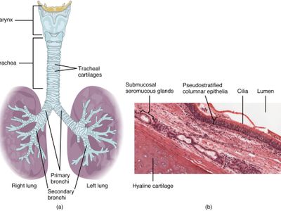 Which organ does nicotine primarily affect in the body?