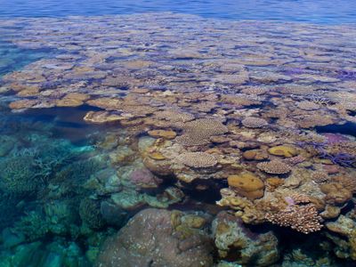 Which ocean is home to the Great Barrier Reef?