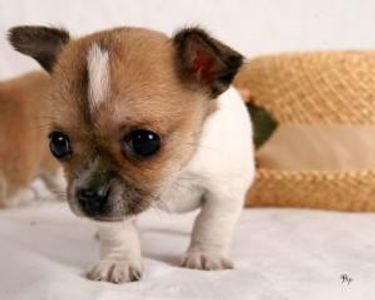 What is true about a Chihuahua?