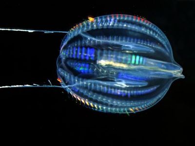 How do sea gooseberries catch their prey?