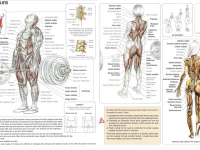 Which muscle groups are primarily targeted in step aerobics?