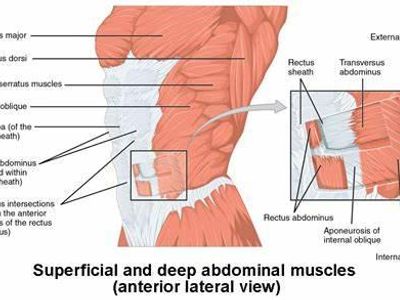 What is the primary muscle worked during a plank?