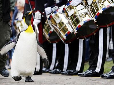 Which country knighted a penguin?