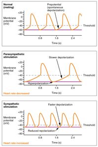 What is considered a normal resting heart rate for adults?