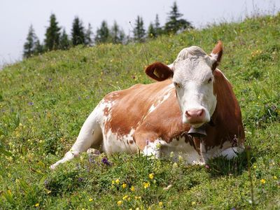 Are cows domesticated?