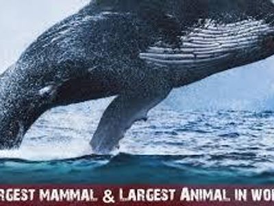 What is the largest mammal in the world?