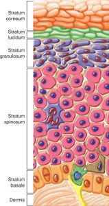 What is the primary pigment responsible for photosynthesis?