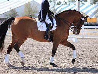 what breed is mostly used for dressage