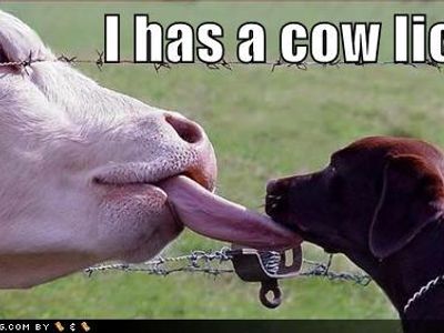 can pupies drink fresh cow milk