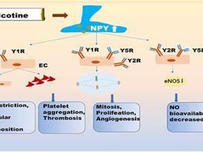 Nicotine is known to increase the levels of which neurotransmitter in the brain?