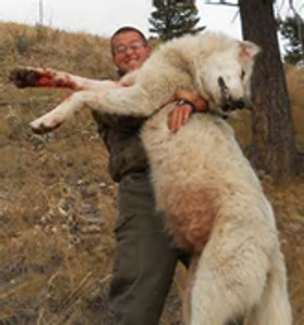 Is this wolf attacking or killing a human being?