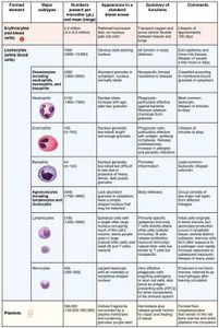 What is the purpose of red blood cells in the human body?