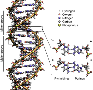 Which of the following is a nitrogenous base found in DNA?