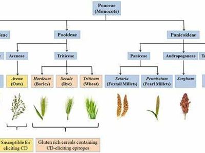 What is the main protein in wheat that causes gluten-related disorders?