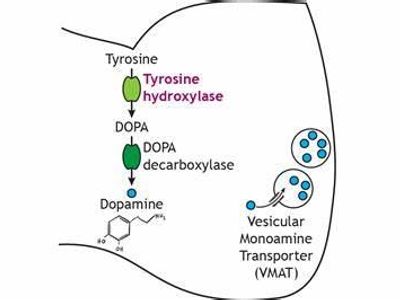 What is the primary function of dopamine in the brain?