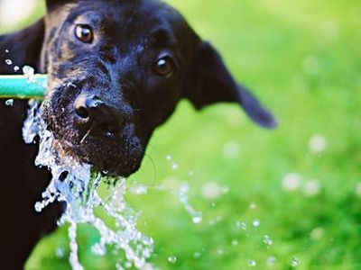 Can Black Labs have blonde babies?