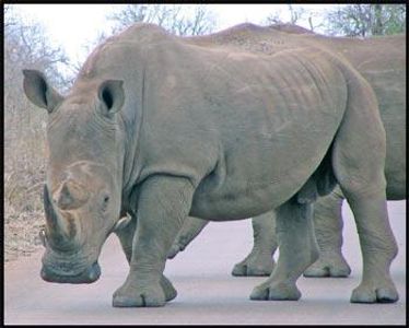 What kind of rhinoceros lives in Africa?