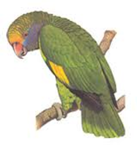 Animal from South America