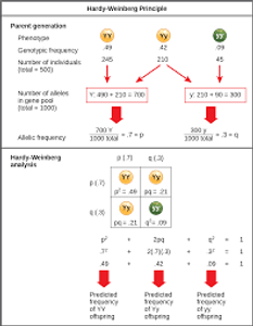 The Hardy-Weinberg principle describes what kind of population?