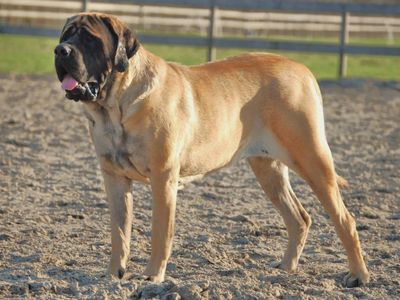 Can you guess what breed this pretty doggy is?