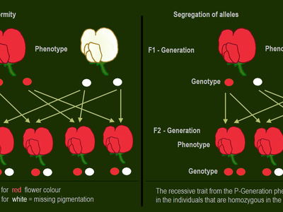 What is a form of crossing two plants which are unrelated?