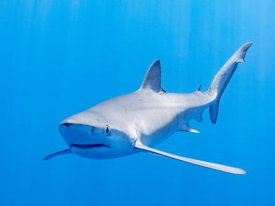 Which species of shark is known as the 'king of the ocean'?