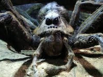 What was the name of Aragog's wife?