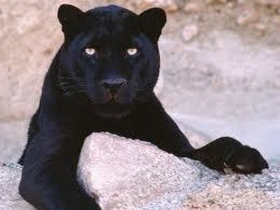 Do panthers have spots. True/False ( Just write True if you think it's true and false if you think it's false )