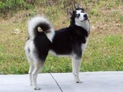 what breed is this? remeber to spell corectley ;)