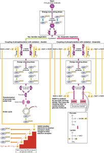 Which process breaks down glucose to produce ATP?