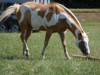 What is the name of the Palomino Paint Pony I ride?