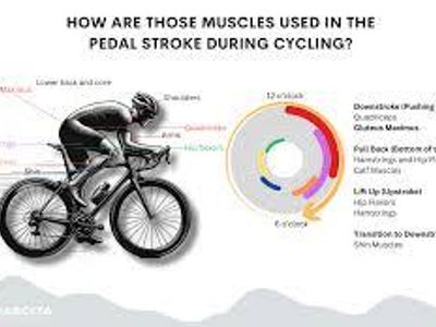 Which muscle groups does biking primarily work?