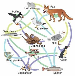 What is the term for the relationship between two organisms where one benefits and the other is harmed?