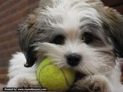 do dogs like tennis balls or chew toys best?