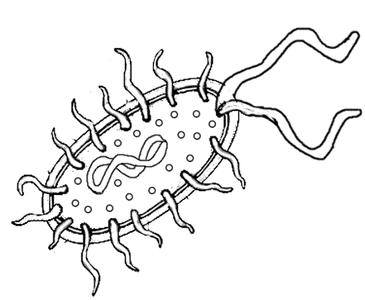 This is an example of what kind of cell ?