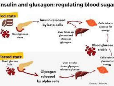 Which hormone regulates blood sugar levels?